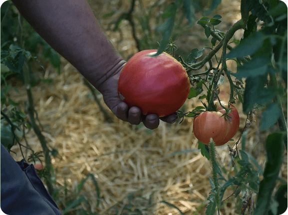 Bowl of freshly picked cherry tomatoes